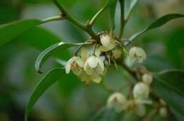 大花楊桐 大花楊桐