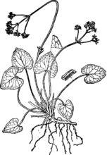 蜘蛛香[敗醬科纈草屬植物]