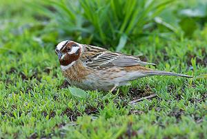 白頭鵐指名亞種 白頭鵐指名亞種