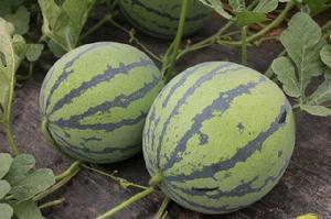 蓋州西瓜 蓋州西瓜