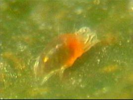 胡瓜鈍綏蟎 胡瓜鈍綏蟎