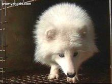 貉子[貉的通稱]