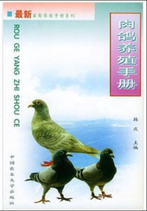 肉鴿養殖 肉鴿養殖