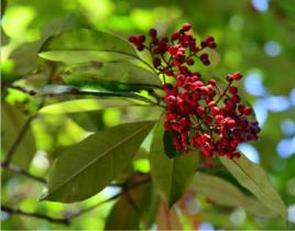 球花石楠 球花石楠