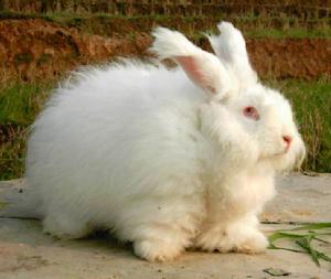 長毛兔