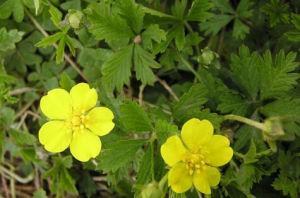 絹毛委陵菜 絹毛委陵菜