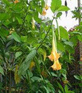 木本蔓陀羅 木本蔓陀羅