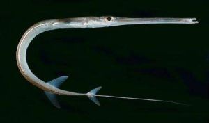 煙管魚屬 煙管魚屬