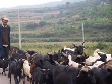 雲南省富源縣後所鎮後河村農村經濟