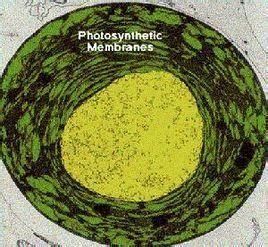 光合細菌 光合細菌