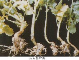 油菜根腫病 油菜根腫病