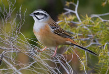灰眉岩鵐青藏亞種 灰眉岩鵐青藏亞種