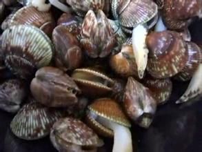 小滑鳥蛤 小滑鳥蛤