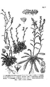 條葉齒緣草 條葉齒緣草