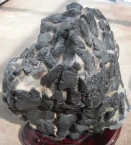 廣西黑珊瑚化石