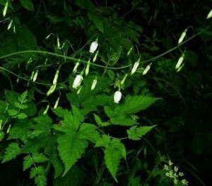 細葉沙參 細葉沙參