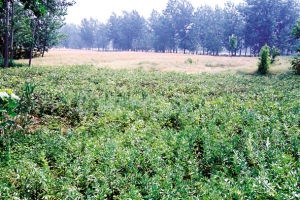陸莊遺址 陸莊遺址