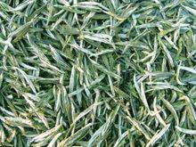 茉莉花茶[茶葉吸收茉莉花香而製成的茶葉]