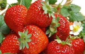 王記果品種植園 王記果品種植園