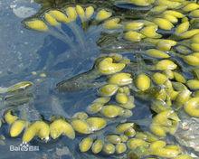 庫因&middot;瑞拉