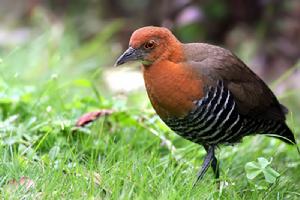 白喉斑秧雞 白喉斑秧雞