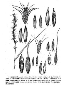 毛葉鵝觀草 毛葉鵝觀草