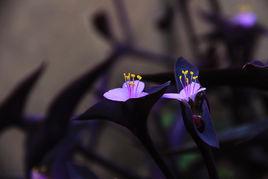 紫鴨趾草 紫鴨趾草