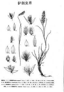 伊朗臭草 伊朗臭草