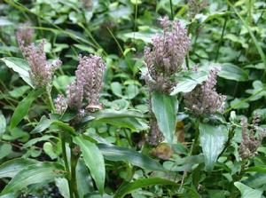 聚花草屬 聚花草屬