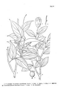 橢圓葉越桔 橢圓葉越桔