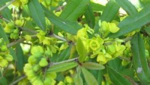 鼠葉小檗 鼠葉小檗