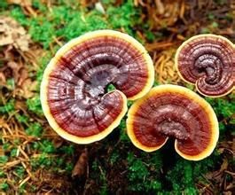 普氏假芝 普氏假芝