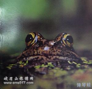 仙姬彈琴 仙姬彈琴