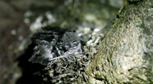 山金絲燕 山金絲燕