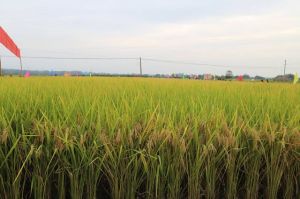 廣西農科院水稻研究所 廣西農科院水稻研究所