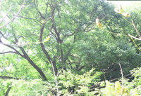 南夢溪 榔榆 千年 古樹