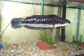 大鉛筆魚 大鉛筆魚