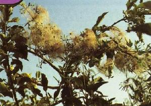 東方鐵線蓮 東方鐵線蓮