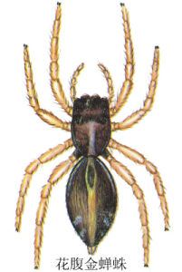 花腹金蟬蛛 花腹金蟬蛛