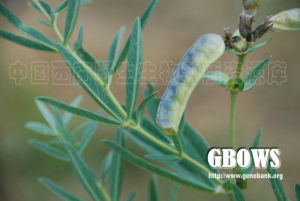 披針葉野決明(原變種) 披針葉野決明(原變種)