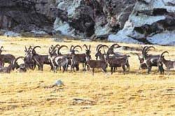 衣索比亞北山羊