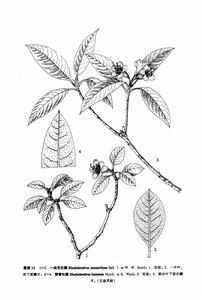 黃管杜鵑 黃管杜鵑