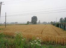 倉南村[安徽省定遠縣倉鎮下轄村]