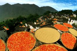 婺源篁嶺景區 婺源篁嶺景區