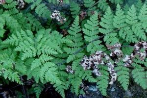 頂育蕨屬 頂育蕨屬