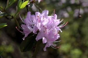 毛花杜鵑 毛花杜鵑