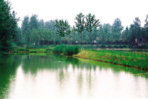 梨園遺址 梨園遺址