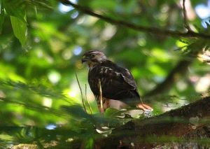 紅尾鵟巴拿馬亞種 紅尾鵟巴拿馬亞種