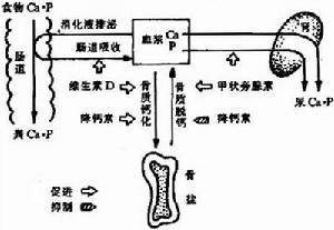 新生兒低鈣血症