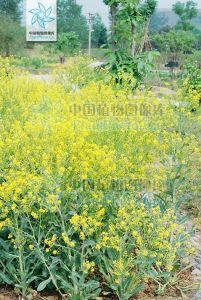 歐洲菘藍 歐洲菘藍